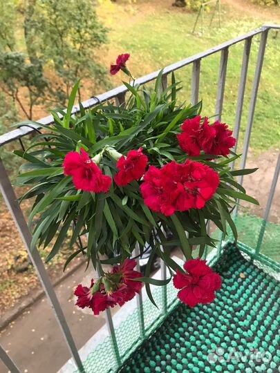 Гвоздика ампельная