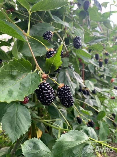 Саженцы ежевики крупноплодной