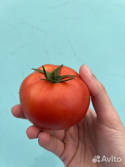 Рассада помидор, баклажан, перца. Рассада цветов