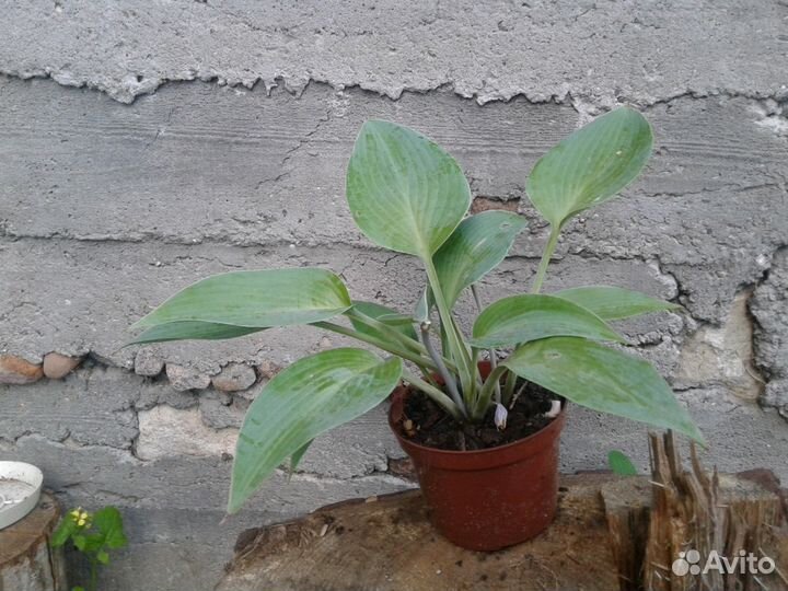 Цветы для дома и сада