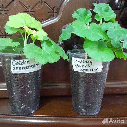 Пеларгония герань