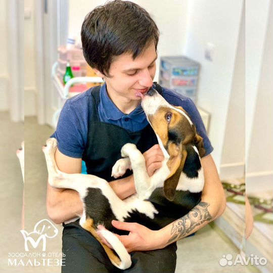 Зоогостиница для собак и для кошек, зооняня