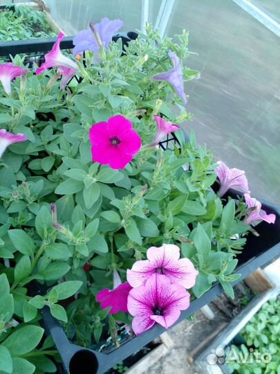 Рассада петуньи