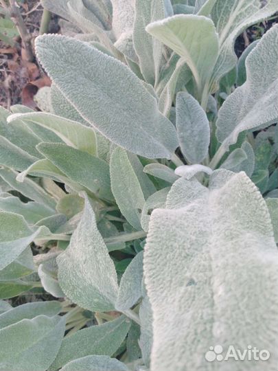 Чистый (стахис)многолетний