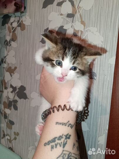 Котята мейн-кун