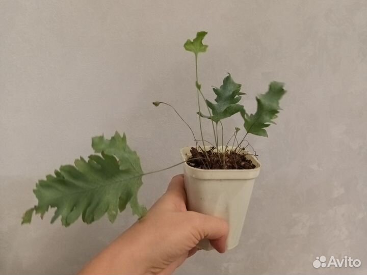 Цветы домашние