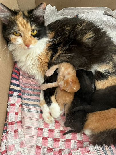 Котята в добрые руки даром