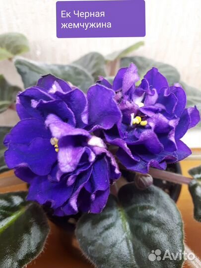 Фиалки сортовые