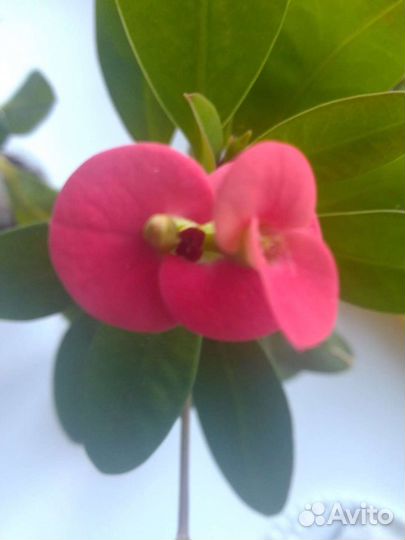 Молочай миля,эуфорбия