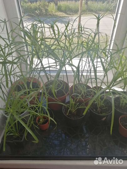 Цветок Циперус