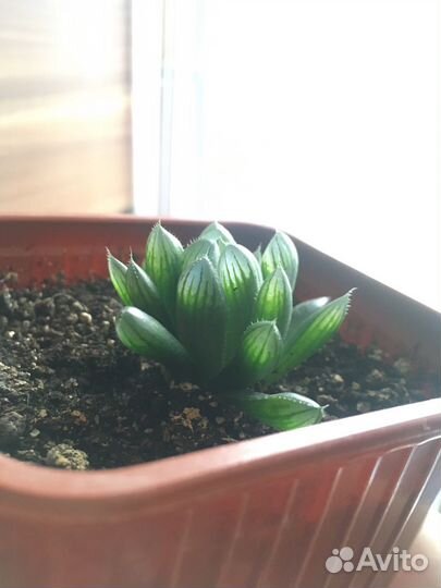 Хавортия купера