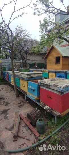 Пчелосемьи
