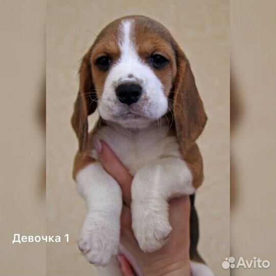 Щенки бигль