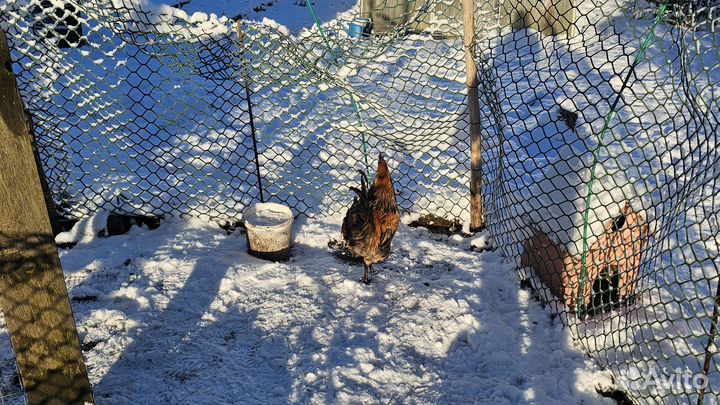 Петух лакеданзи