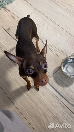 Русский той-терьер мини