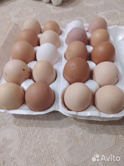 Домашние куриные яйца