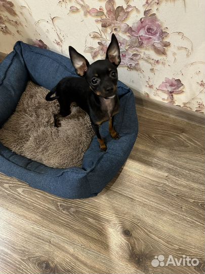 Той-терьер мини