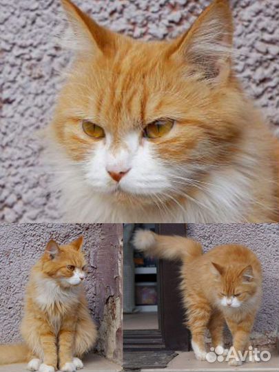 Алиса ищет дом