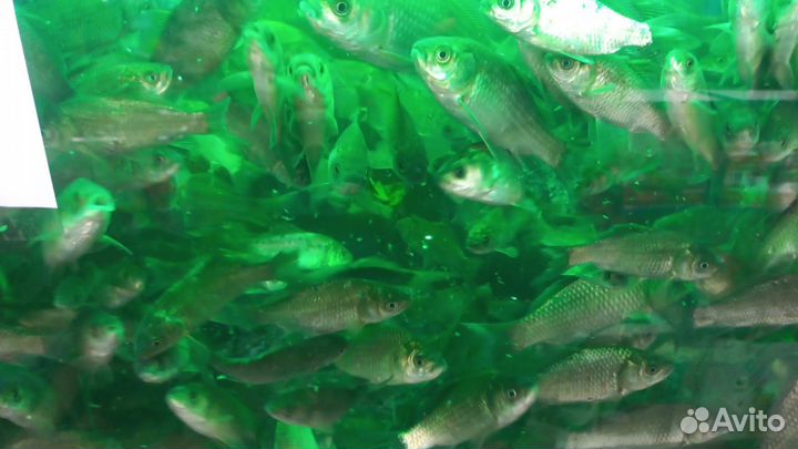 Живец карась