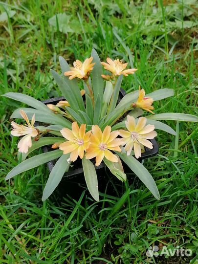 Семена многолетних цветов