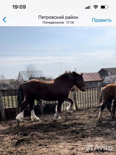 Продажа лошадь жеребец