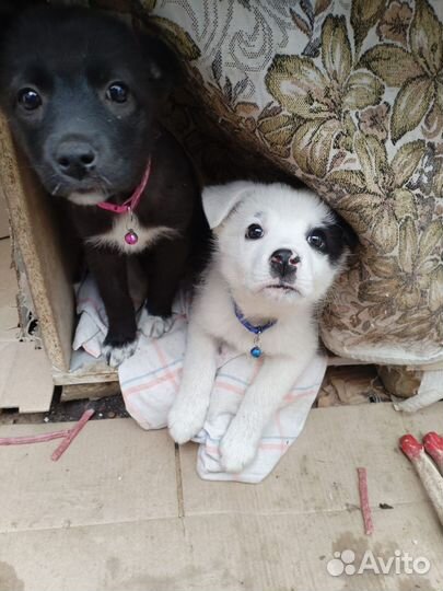 Щенок в добрые руки