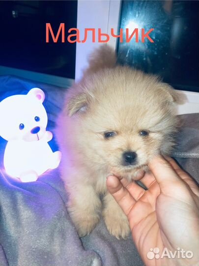 Щенки шпица