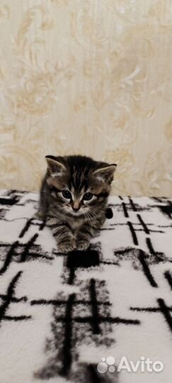 Котик в добрые руки
