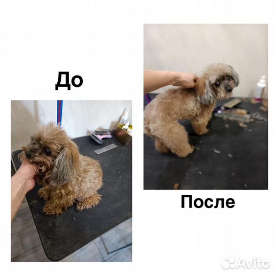 Уход за животными