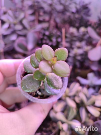 Крассула Hume Oygon Kagetsu