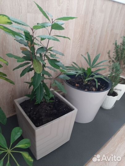 Комнатные цветы шефлера и другие