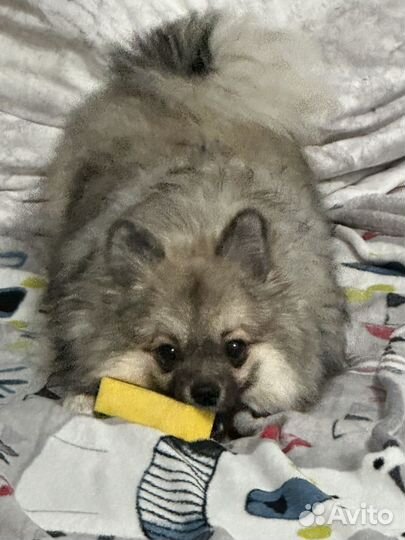 Немецкий шпиц