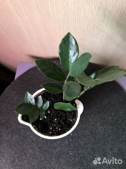 Замиокулькас годовалый