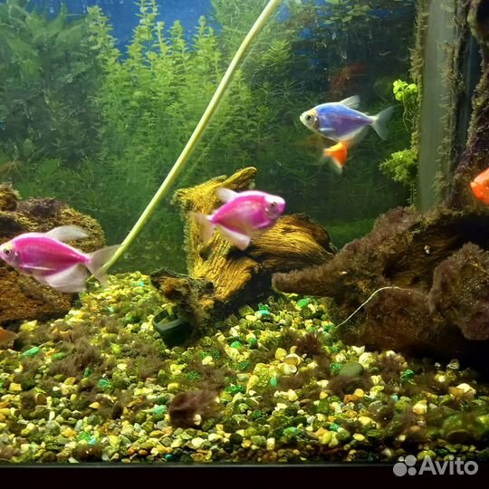 Аквариум с тумбой 100 литров