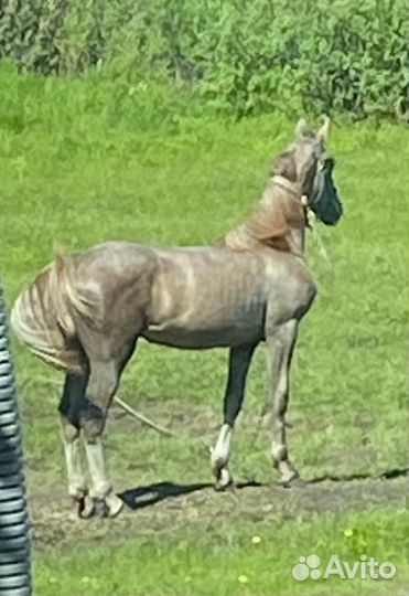 Жеребая кобыла