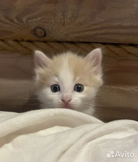 Отдам котят