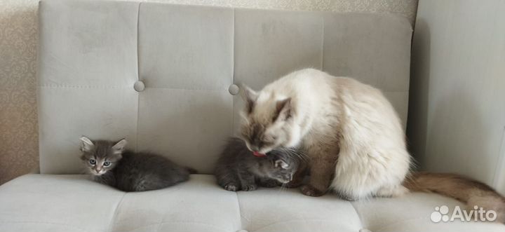 Котята отдам в добрые руки бесплатно