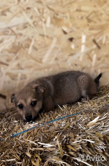 Собака в добрые руки отдам бесплатно