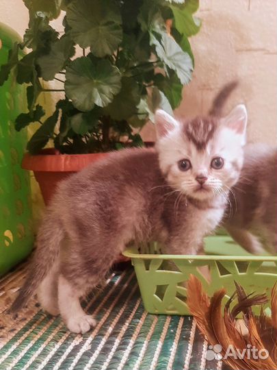 Классные британчики