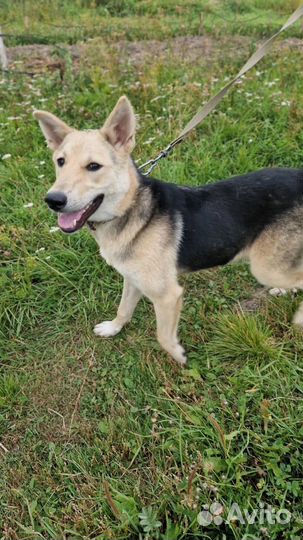 Собака в добрые руки