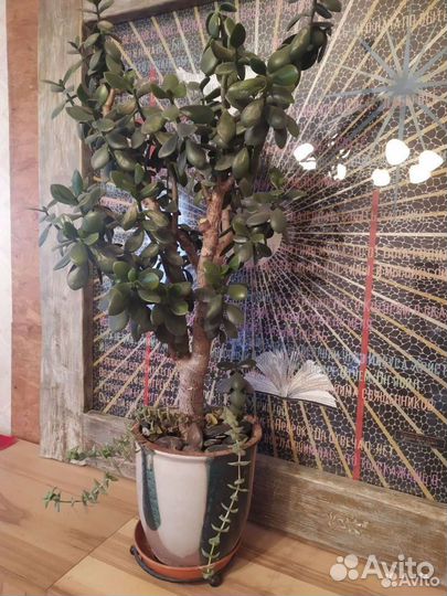 Комнатные растения