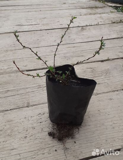 Лапчатка жёлтая, саженцы