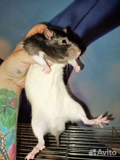 Крысик в дар с клеткой большой