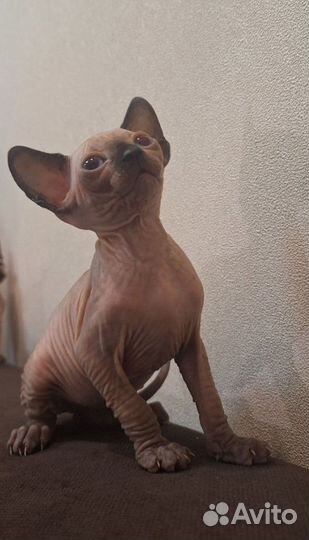 Канадский сфинкс котенок