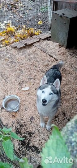 Сибирский хаски