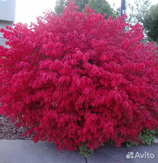 Бересклет европейский