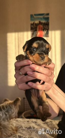 Йоркширский терьер