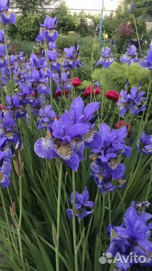 Цветы многолетние