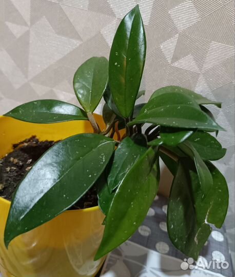 Хойя укорененный отросток