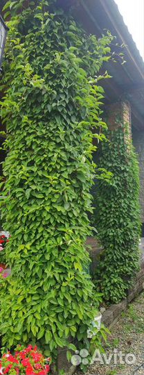 Лимонник китайский